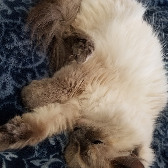 Meet your Posher, Shelly - Picture 2 of 2